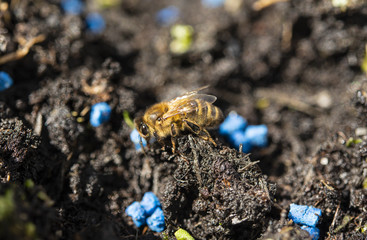 Honey Bee resting in the spring sunshine