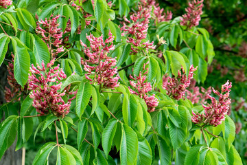 Fototapeta premium Detail of a red flowering horse chestnut, Aesculus pavia 
