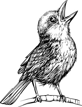 recommend clip art: Bird line art vector illustration