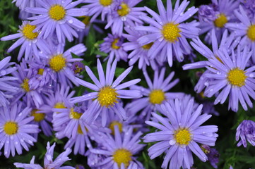 A close up photograph of purple daises with water droplets on petals and background out of focus.