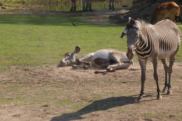 Fototapeta premium One zebra grazing in zoo in leipzig in germany