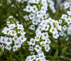 Small white flowers