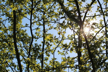 Frühling