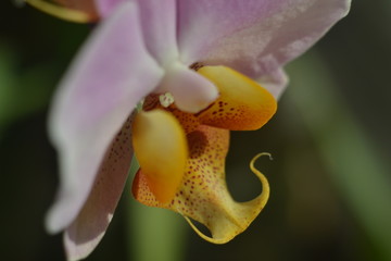 
orchid flower large macro photography