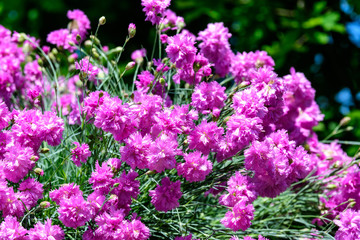 
Close up of small vivid pink flowers of Dianthus carthusianorum plant, commonly known as Carthusian pink in a British cottage style garden in a sunny summer day, beautiful outdoor floral background
