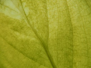 close up of green leaf texture
