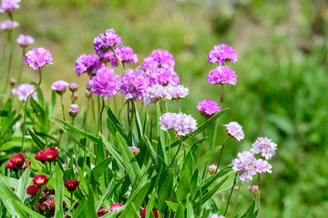 Close up of small vivid pink flowers of Armeria maritima plant, commonly known as thrift, sea thrift or sea pink on a seaside in a sunny summer day in Scotland, beautiful outdoor floral background
