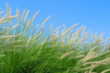 Naklejka premium Fourtain grass in nature agent blue sky