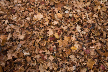 Pale brown maple leaves on ground