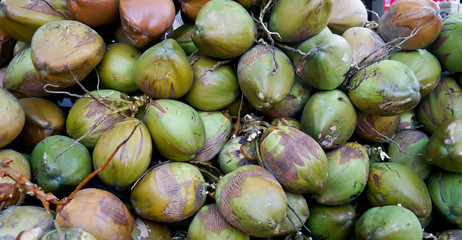 Bunch of fresh Coconut for sale. Top-down view of ripe coconuts heaped on the ground after harvest. Cocos nucifera.