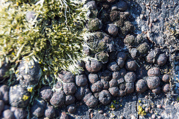 mushroom and moss on tree