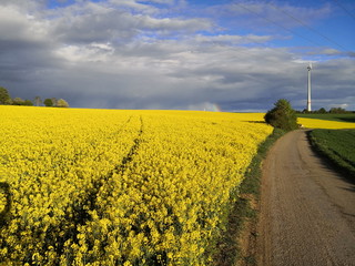 Rapsfelder