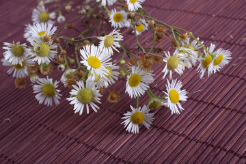 Obraz premium Camomiles on bamboo background