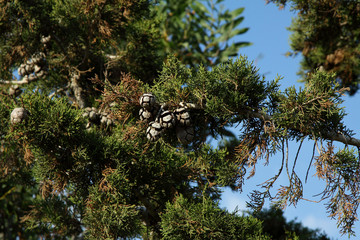 Pine cones against a blue sky. Nature park. Landscape garden. Wallpaper and background.
