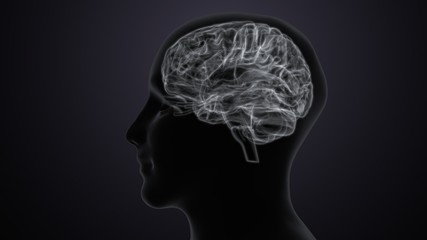 Human body with brain intersection anatomy. 3d illustration