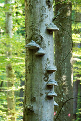 mushroom and moss on tree