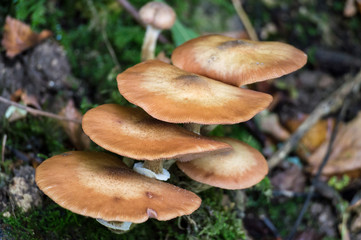 mushroom and moss on tree