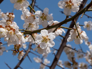 Korean Cherry Blossoms in Spring time