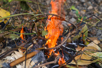 fire in the forest