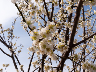 Korean Cherry Blossoms in Spring time