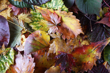 Autumn maple leaves