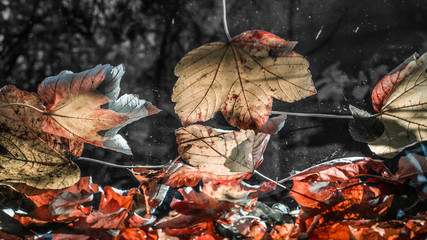 Autumn