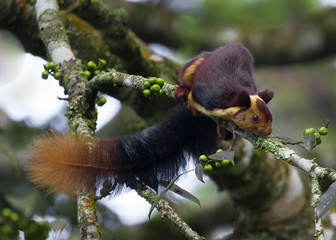 The Indian giant squirrel, or Malabar giant squirrel, is a large tree squirrel species in the genus...