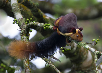 The Indian giant squirrel, or Malabar giant squirrel, is a large tree squirrel species in the genus Ratufa native to forests and woodlands in India. Enjoying berry's of banyan tree. 