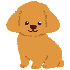 Toy Poodle puppy sitting front flat colored