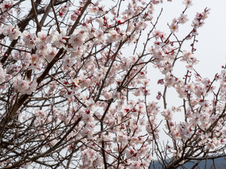 Korean Cherry Blossoms in Spring time