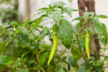 green beans on the vine