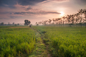 Sunset in the ricefield 