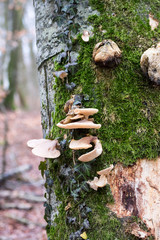 mushroom and moss on tree