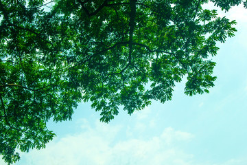 Fototapeta na wymiar Beautiful tree leaf and blue sky.