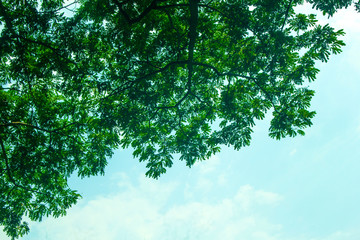 Beautiful tree leaf and blue sky.