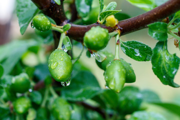 Just Formed Small Plum Fruits With Water Drops Close Up