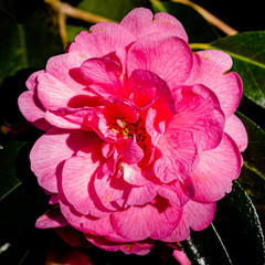Camellia ( Theacea also known as "Cornish Rose" ) Spring Flowers, Cornwall