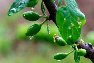 Just Formed Small Plum Fruits With Water Drops Close Up