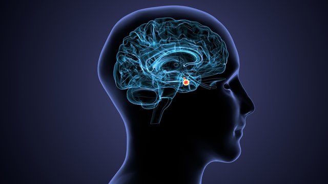 3D Illustration Human Brain Inner Parts Anatomy