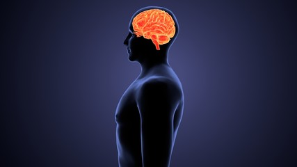 3D render of a medical brain in male figure with frontal lobe