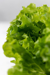 lettuce salad green close-up