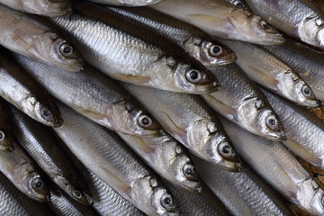 Smelt fishes on net. Pacific smelt fish variety