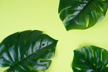 Colored green background with tropical monstera leaves. Creative design background. Copy space