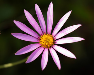 Daisy Garden Flower