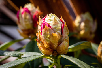Rhododendron bud about to burst into bloom