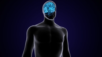 3D Illustration Human Brain Anatomy