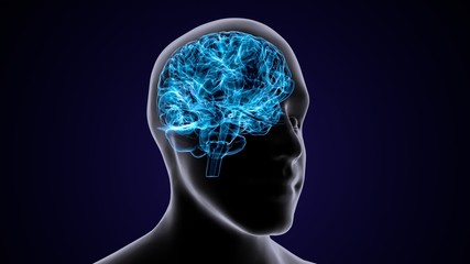 3D Illustration Human Brain Anatomy
