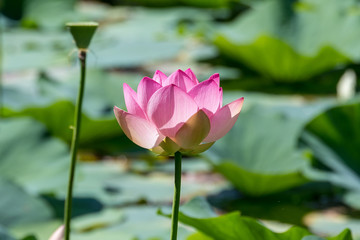 Fototapeta premium Close up of one delicate pink water lily flowers (Nymphaeaceae) in full bloom on a water surface in a summer garden, beautiful outdoor floral background photographed with soft focus 