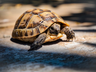 Cute baby turtle is hiding