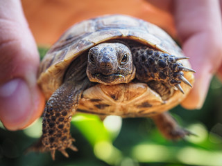 Cute baby turtle is flying